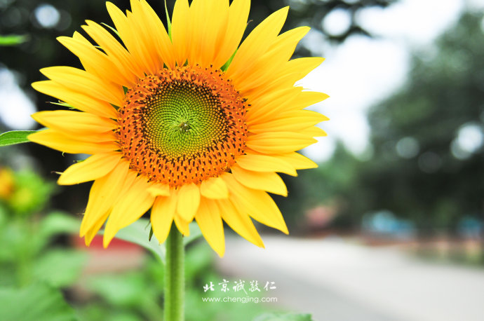 北京誠敬仁「如何落實弟子規」道德講堂公益課