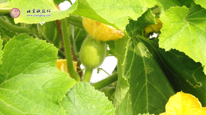 開花結果的大冬瓜
