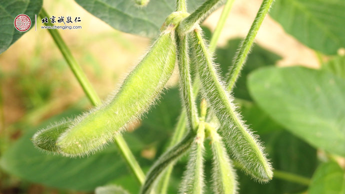 

開始結果的毛豆