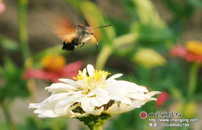 書壇三兄弟的「方頭點」組合