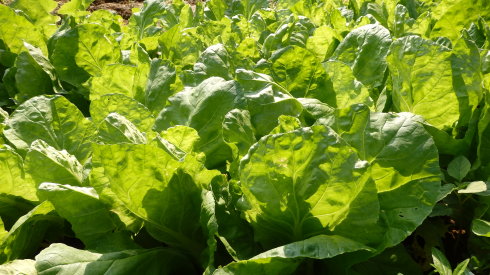 
小院菜園里的有機蔬菜，為學(xué)員帶來健康飲食。