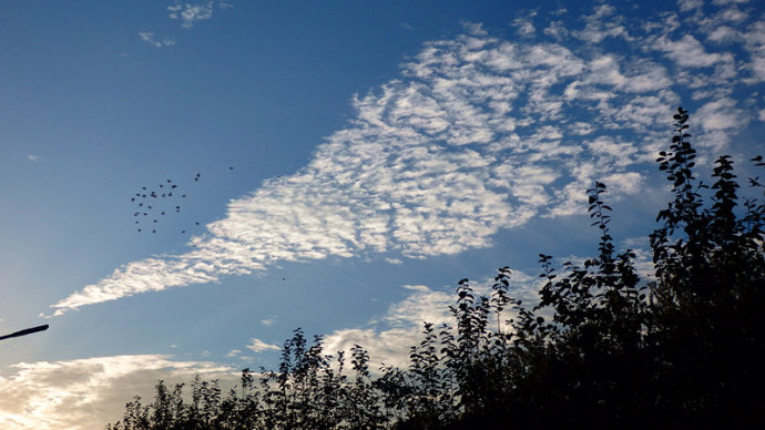 鳳之舞，雀之靈。