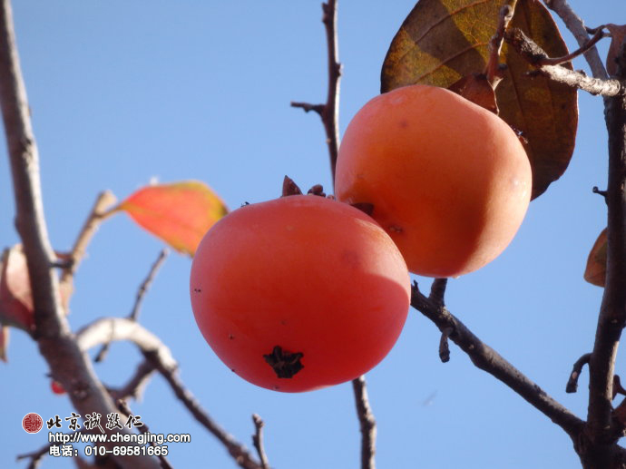 如嬰兒般甜美的笑臉，在秋日的枝頭綻放。