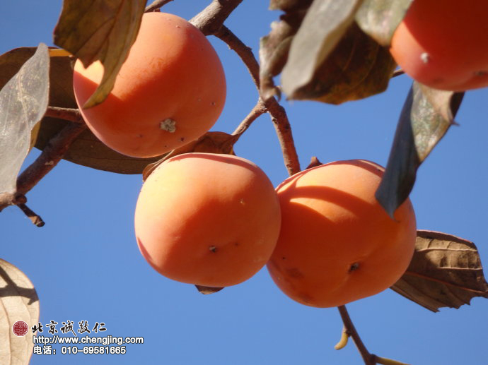 小院柿樹之美景。