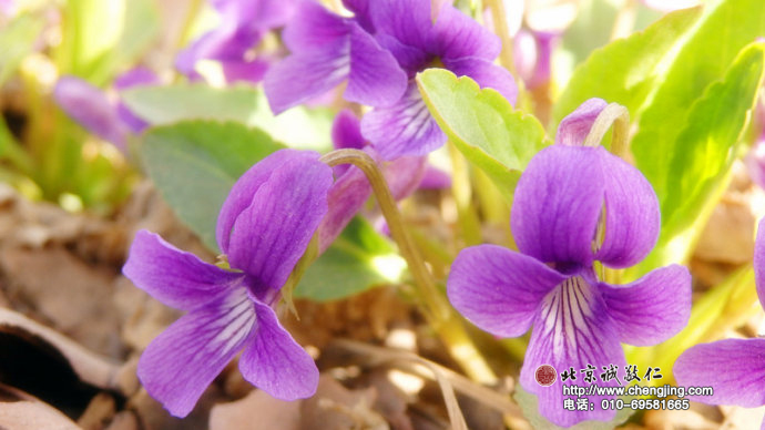 美麗人生又是一程，小院春來到！