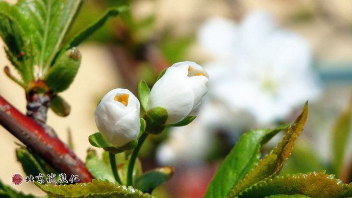 含苞的花蕾，待放的人生。