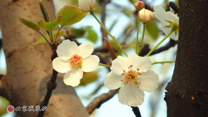 生命的光輝在冉冉升起的陽光中煥發出勃勃生機。