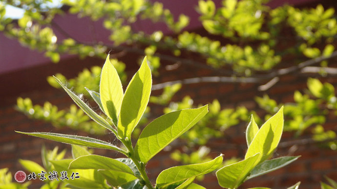 生命的光輝在冉冉升起的陽光中煥發出勃勃生機。