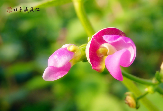 一片清心炎夏涼，春來秋往冬雪藏；