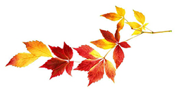 楊老師書法教室